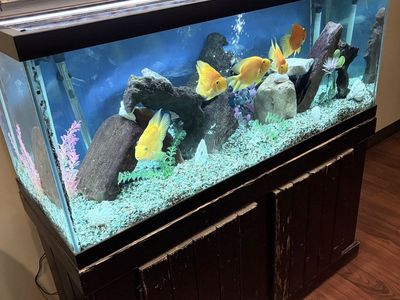 Large Aquarium Fish Tank with Wood Stand, Lights, Heater, Gravel, Decor & 5 Parrot Cichlids