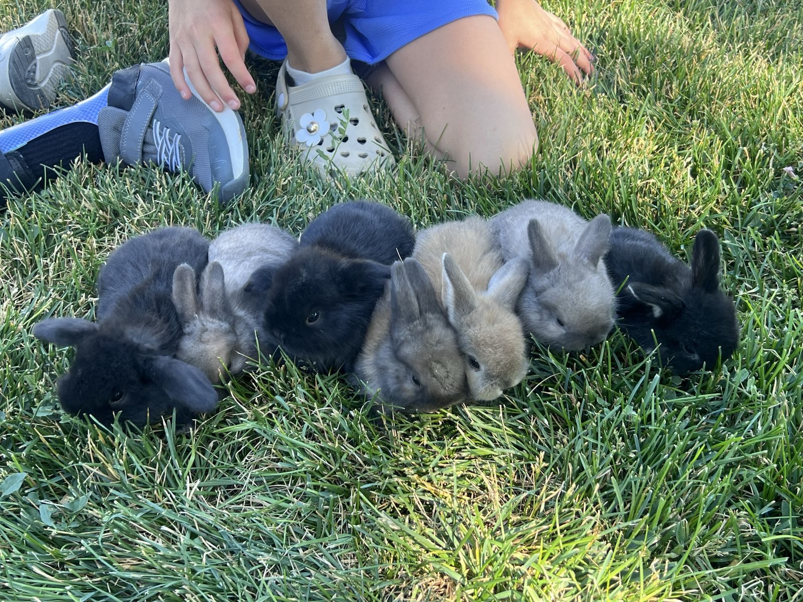 Adorable Mini Holland Lop Bunnies - Various Colors