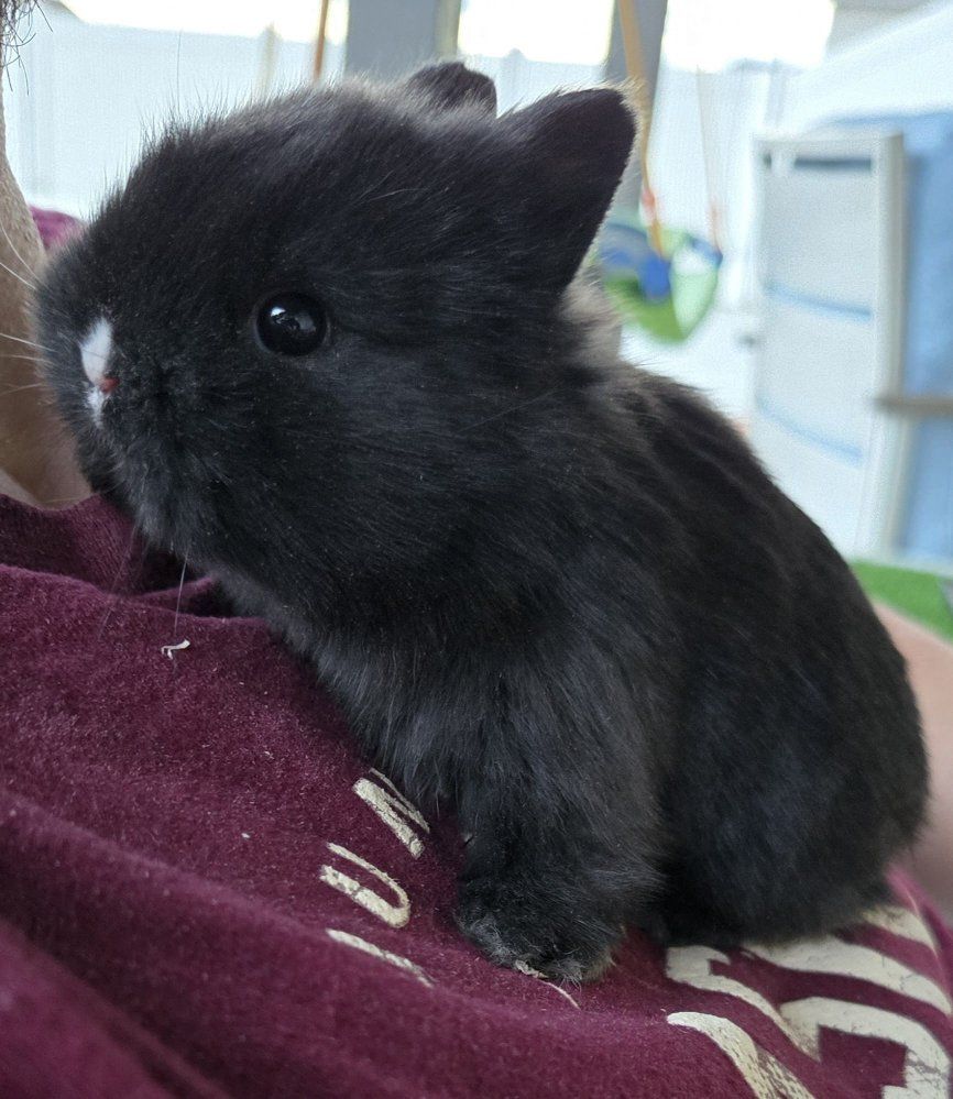 Bunnies, Netherland Dwarf Rabbits