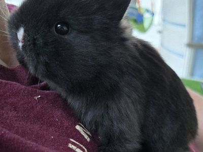 Bunnies, Netherland Dwarf Rabbits