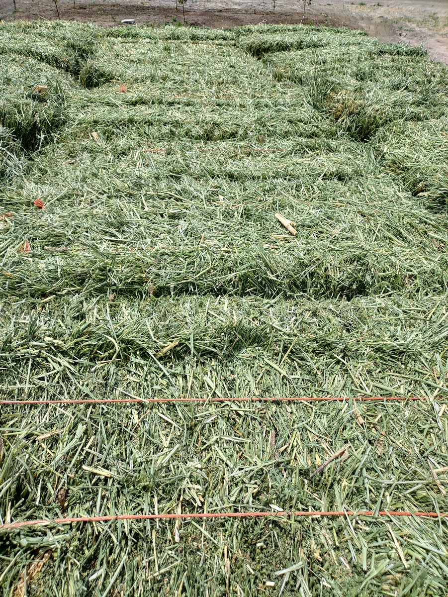 High quality weather grass