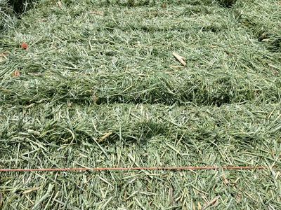 High quality weather grass