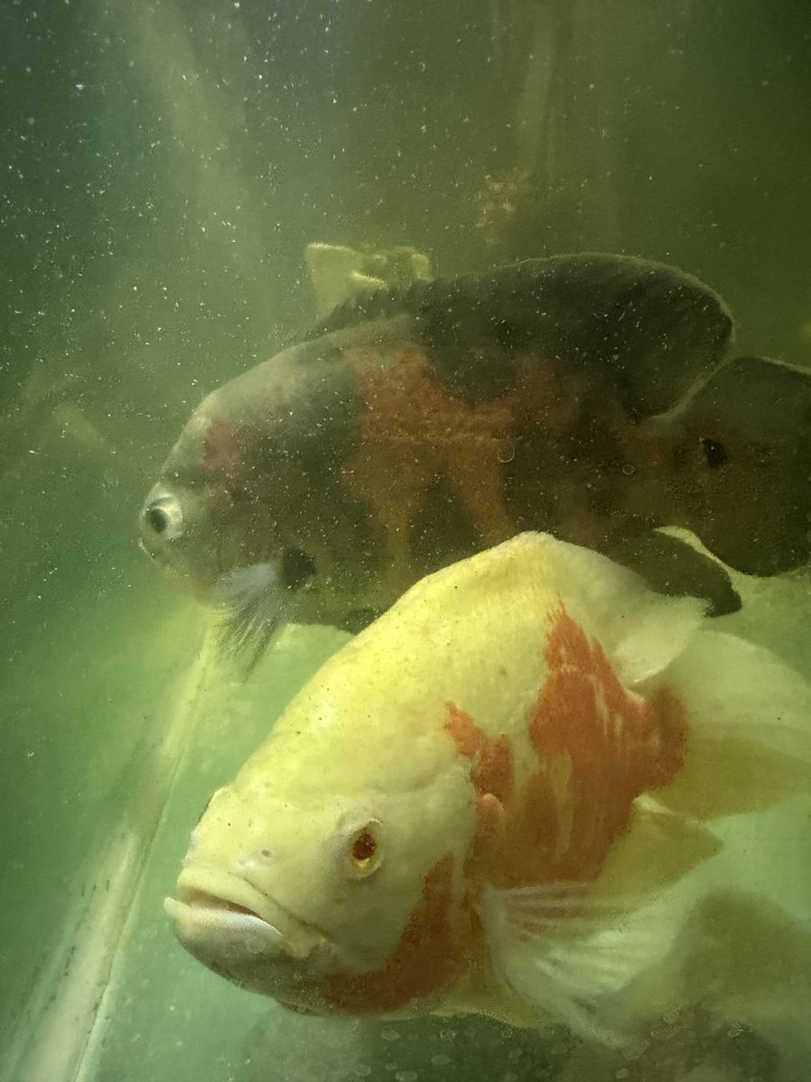 Oscar fish