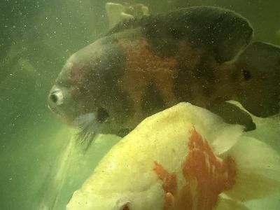 Oscar fish
