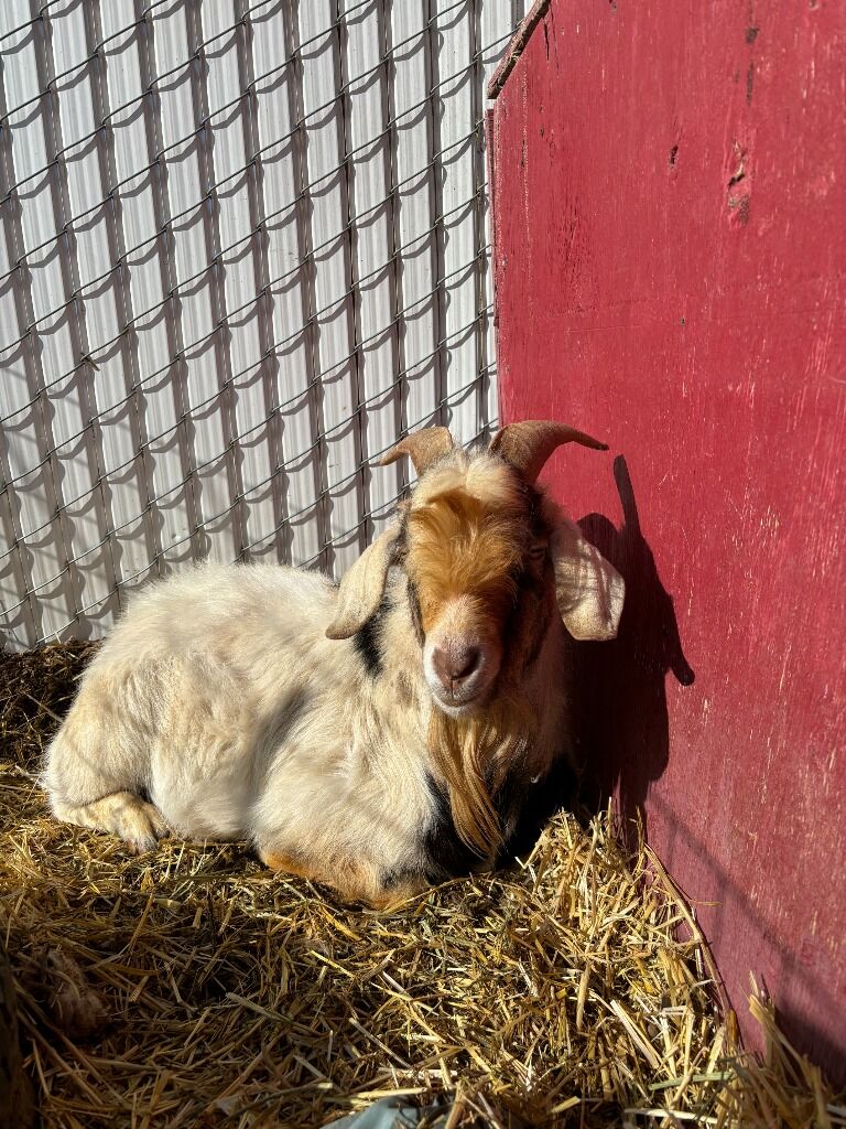 Pet Goat