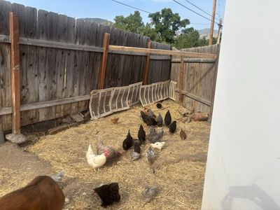 Chickens (layer) for sale various ages