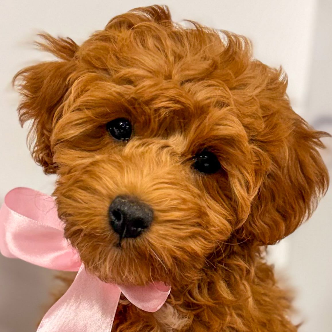 Elite Pre-Trained "Started Puppy" Petite Goldendoodle
