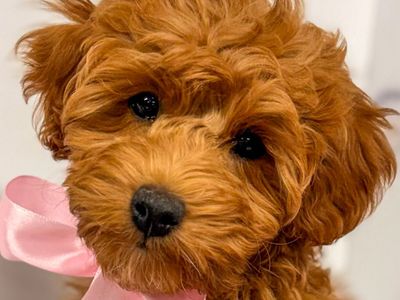 Elite Pre-Trained "Started Puppy" Petite Goldendoodle