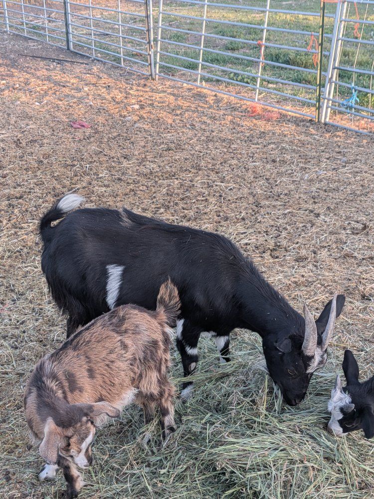 Fainting Doe goat