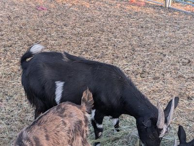 Fainting Doe goat