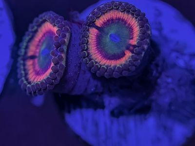 Frags