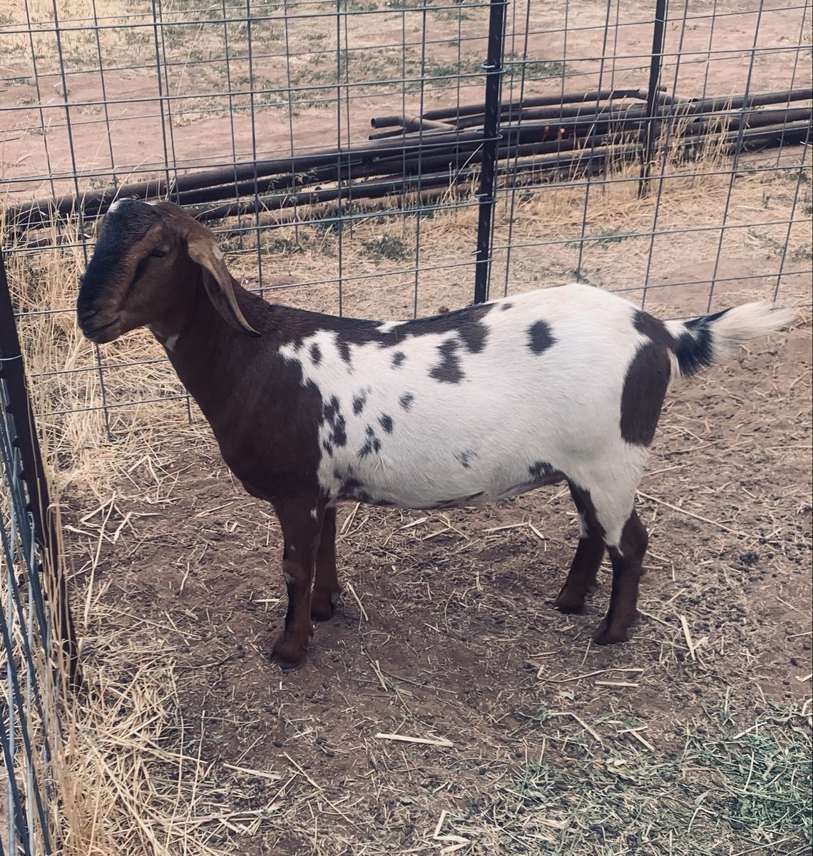 Pure bred F6 Mini Nubian Doe for sale