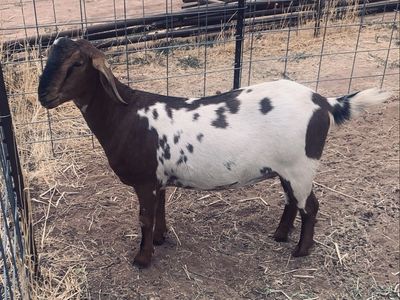 Pure bred F6 Mini Nubian Doe for sale