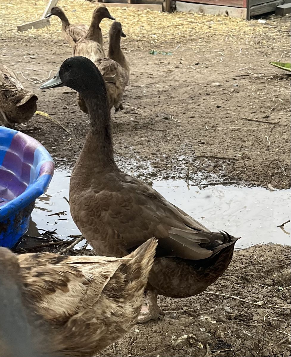 Khaki Campbell Ducks-Drakes