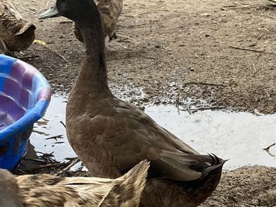 Khaki Campbell Ducks-Drakes