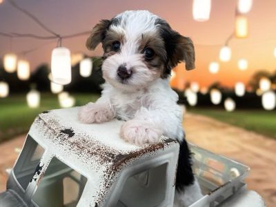 Teacup teeny tiny Yorkie puppies hypoallergenic Adult weight 3-4 lbs