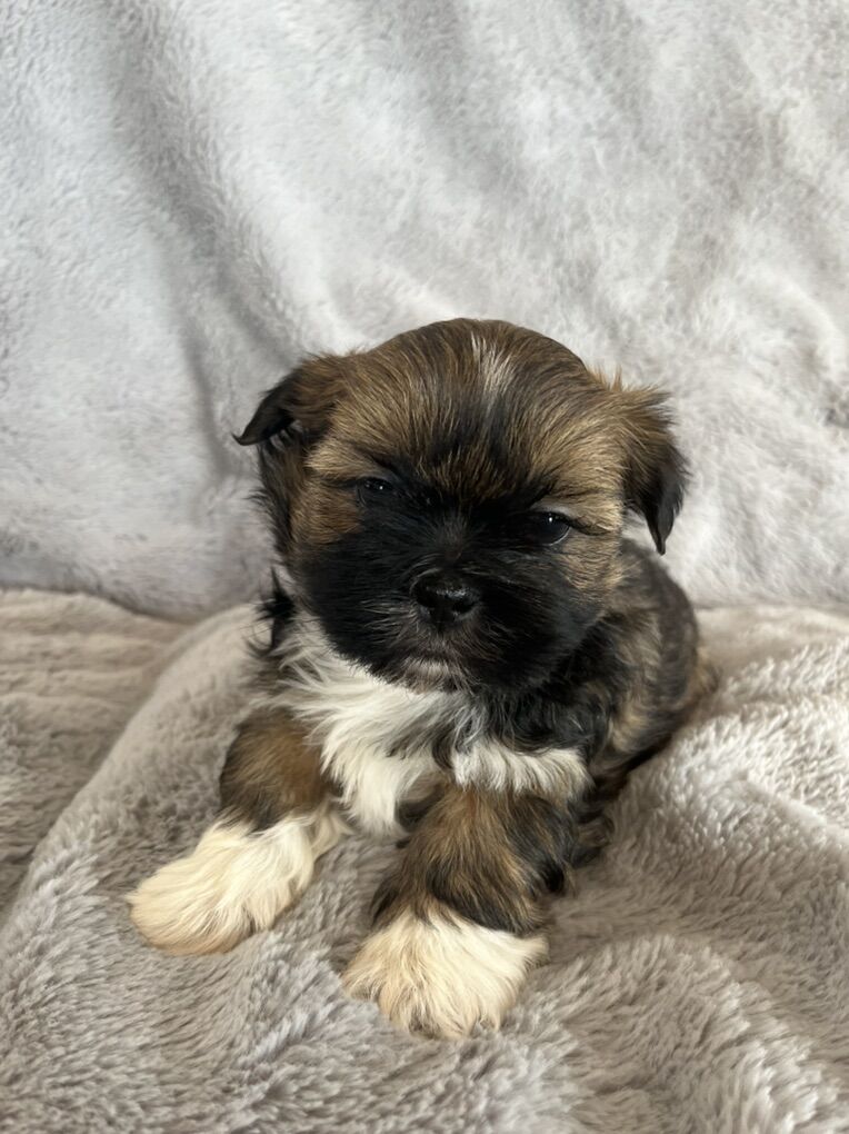 Shorkie (ShihTzu/Yorkie) Puppies