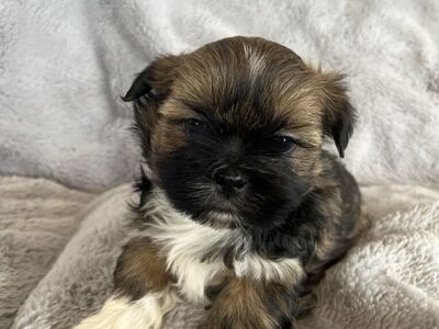 Shorkie (ShihTzu/Yorkie) Puppies