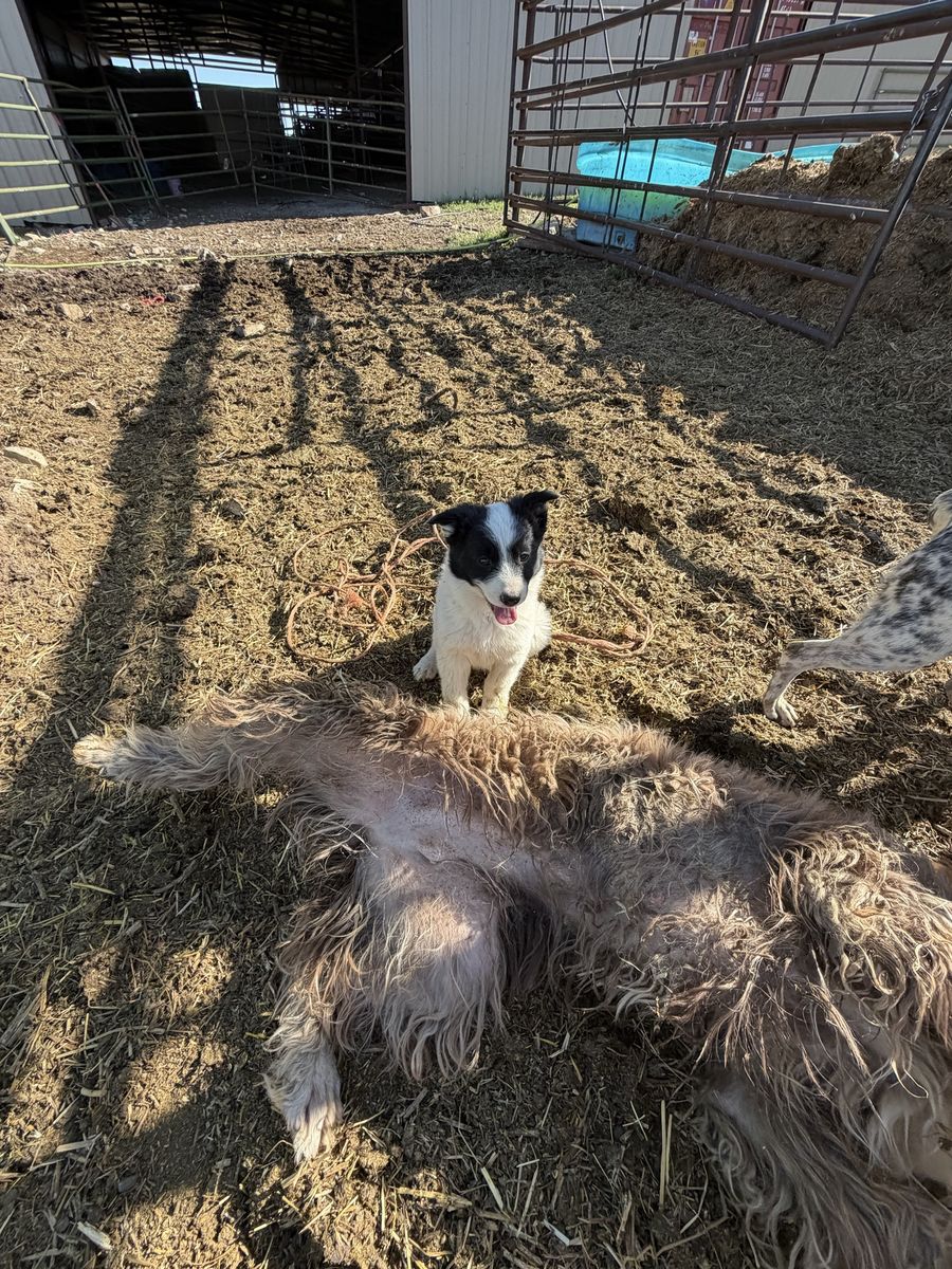 Heeler pups