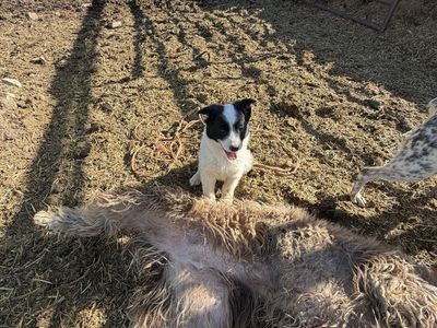 Heeler pups