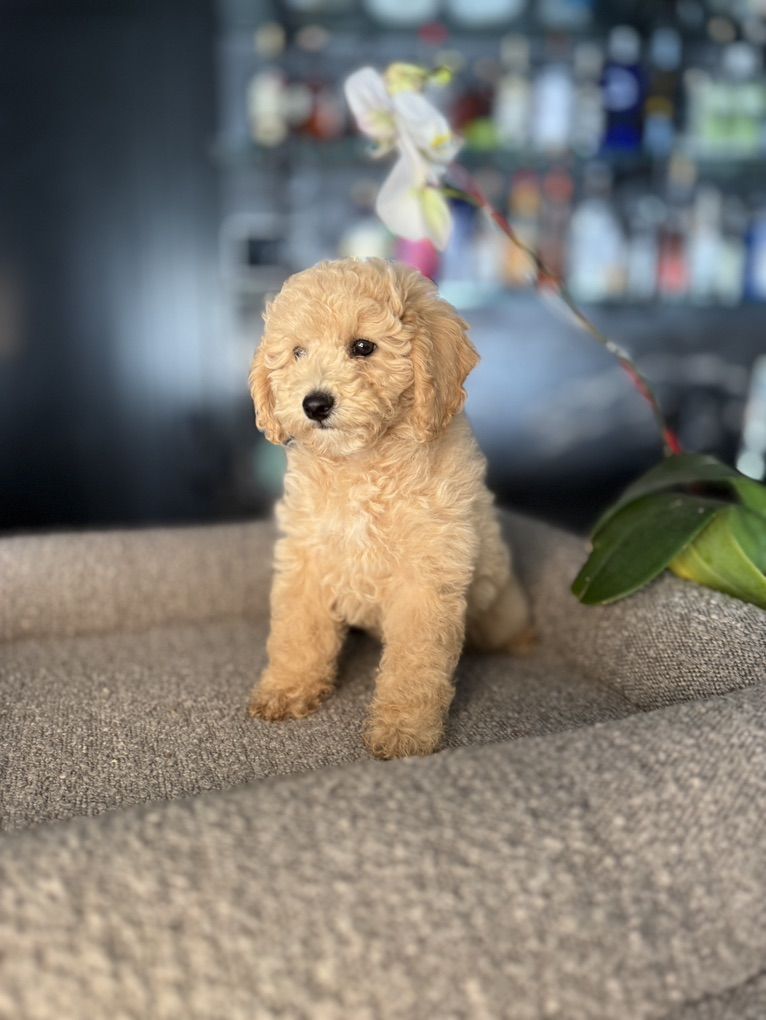 Akc Darling cream Toy Poodle Boy