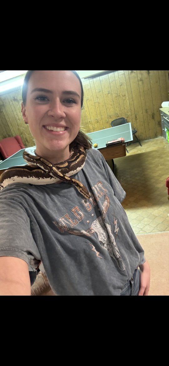 Ball python spider morph