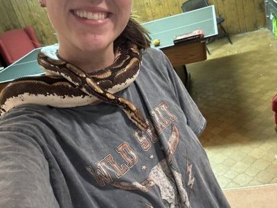 Ball python spider morph