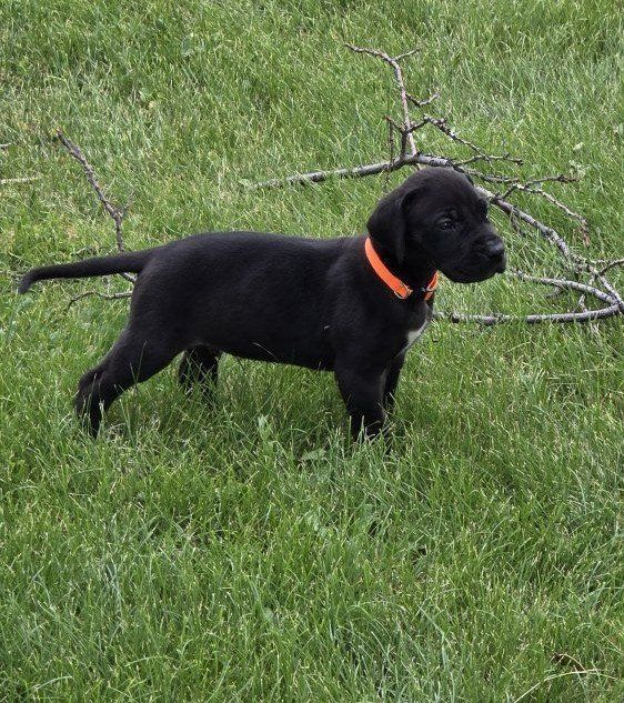 ACK Great Dane Puppies. Only 5 left.