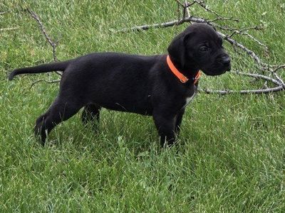 ACK Great Dane Puppies. Only 5 left.