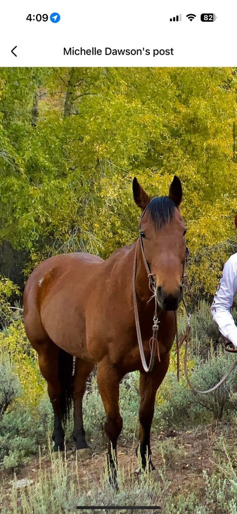 Ranch, Trail And Pack Horse