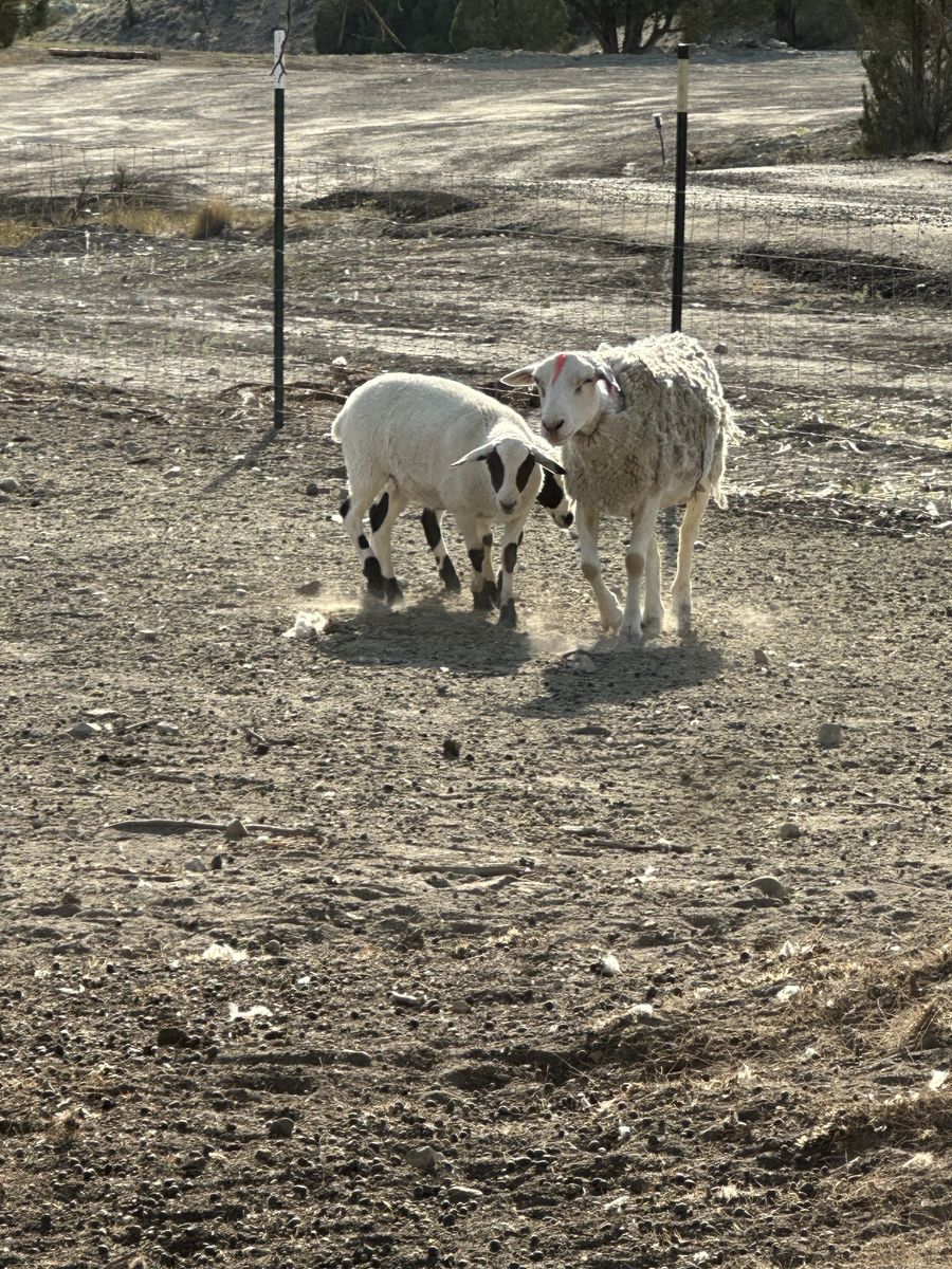 Dorper lambs