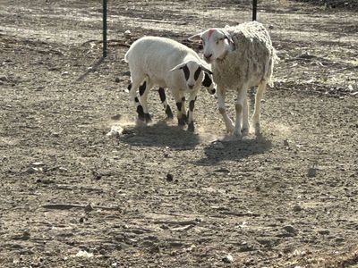 Dorper lambs