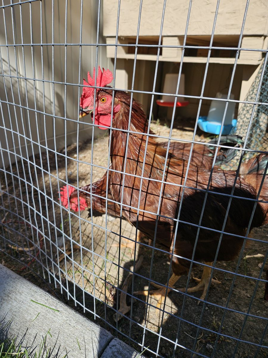 Rhode Island Red Rooster