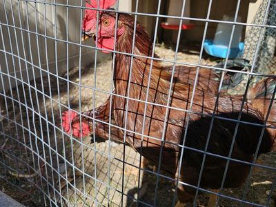 Rhode Island Red Rooster