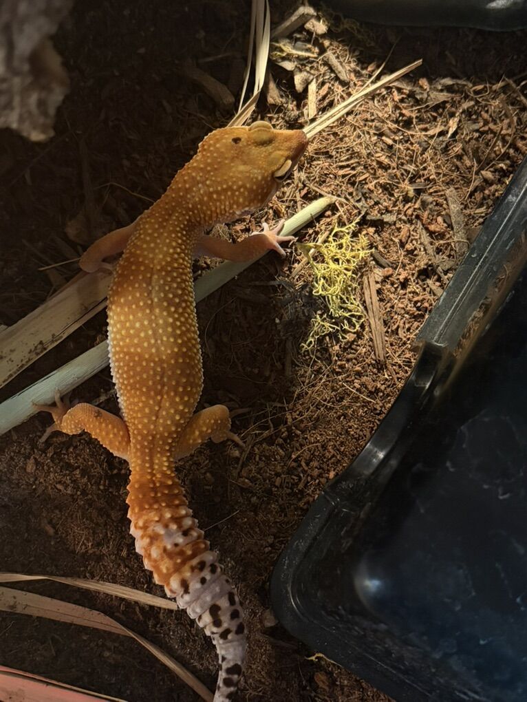 Blood Orange/ Tangerine Leopard Gecko
