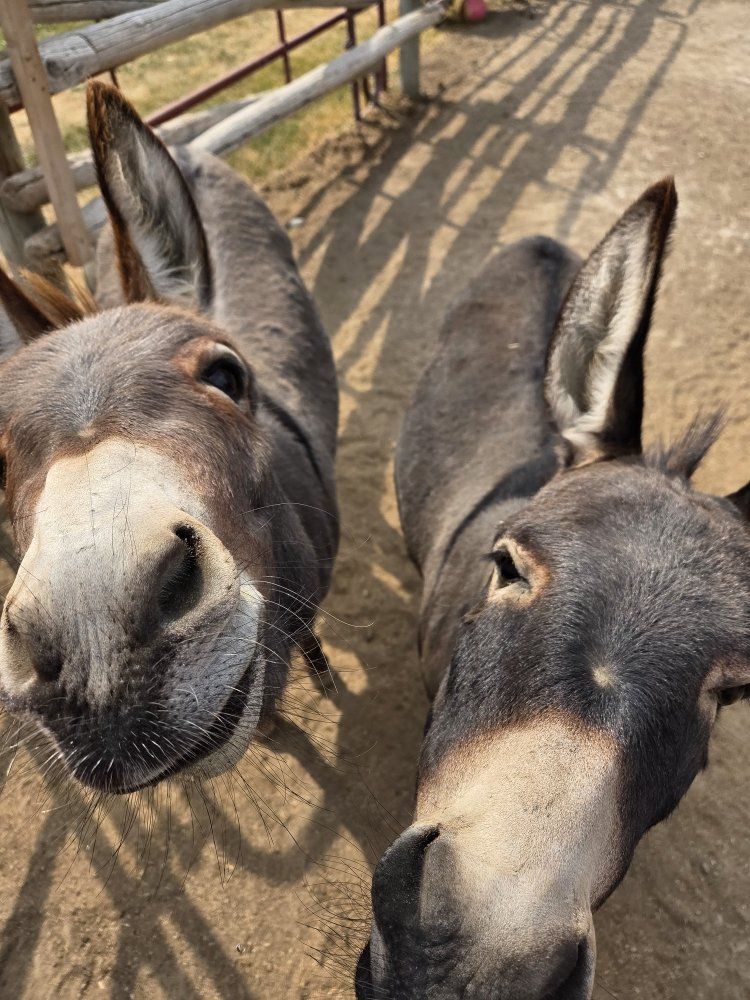 Bonded Pair Mini Donkey Jenny's 
