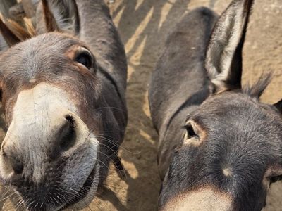 Bonded Pair Mini Donkey Jenny's