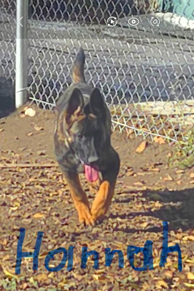 AKC Registered German Shepherd Puppy