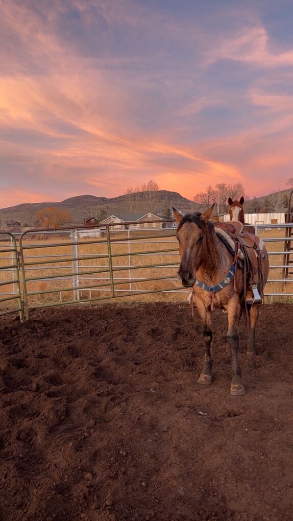 2 Year Old Half Draft