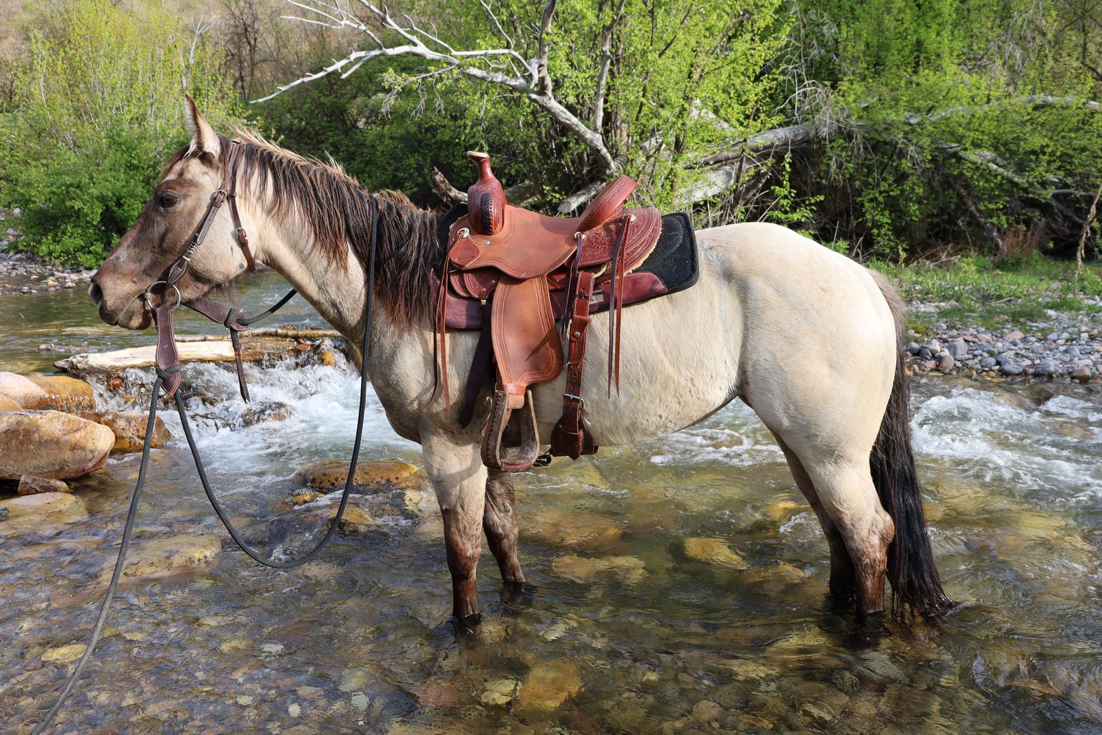 3 year old AQHA registered mare