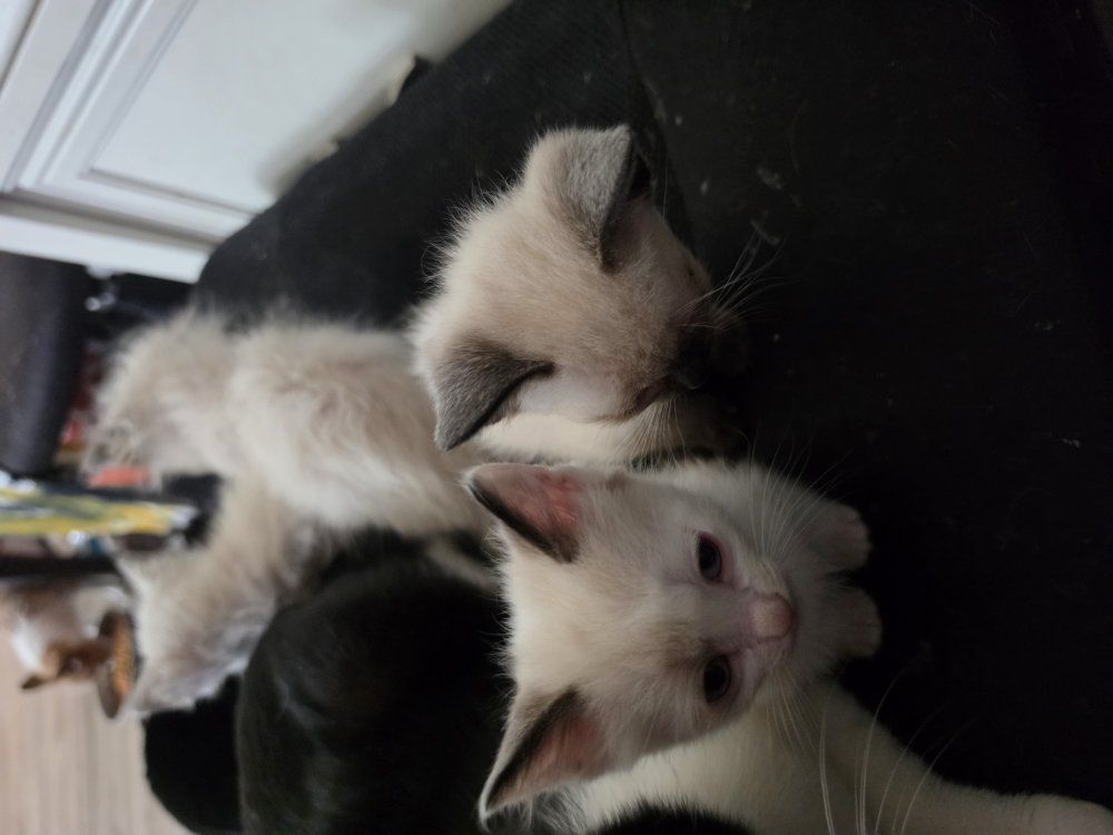 just in time for mothers day siamease kittens 9 w