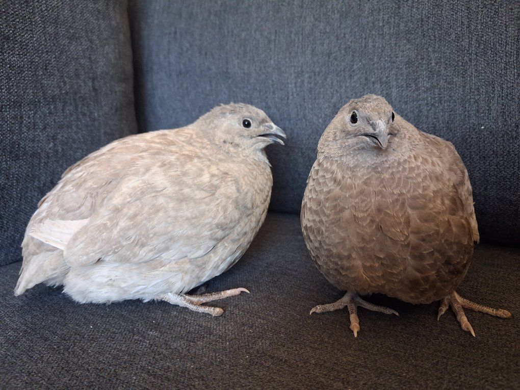 Gray quail egg laying hens