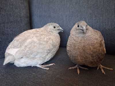 Gray quail egg laying hens