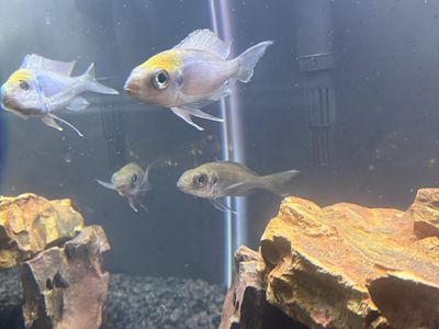 Orange Cap Ophthalmotilapia ventralis