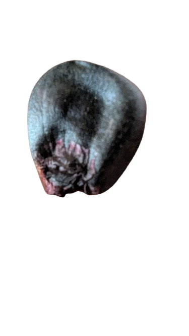 Maiz Morado (Purple Black Corn) 25 Paruvian Heirloom seeds