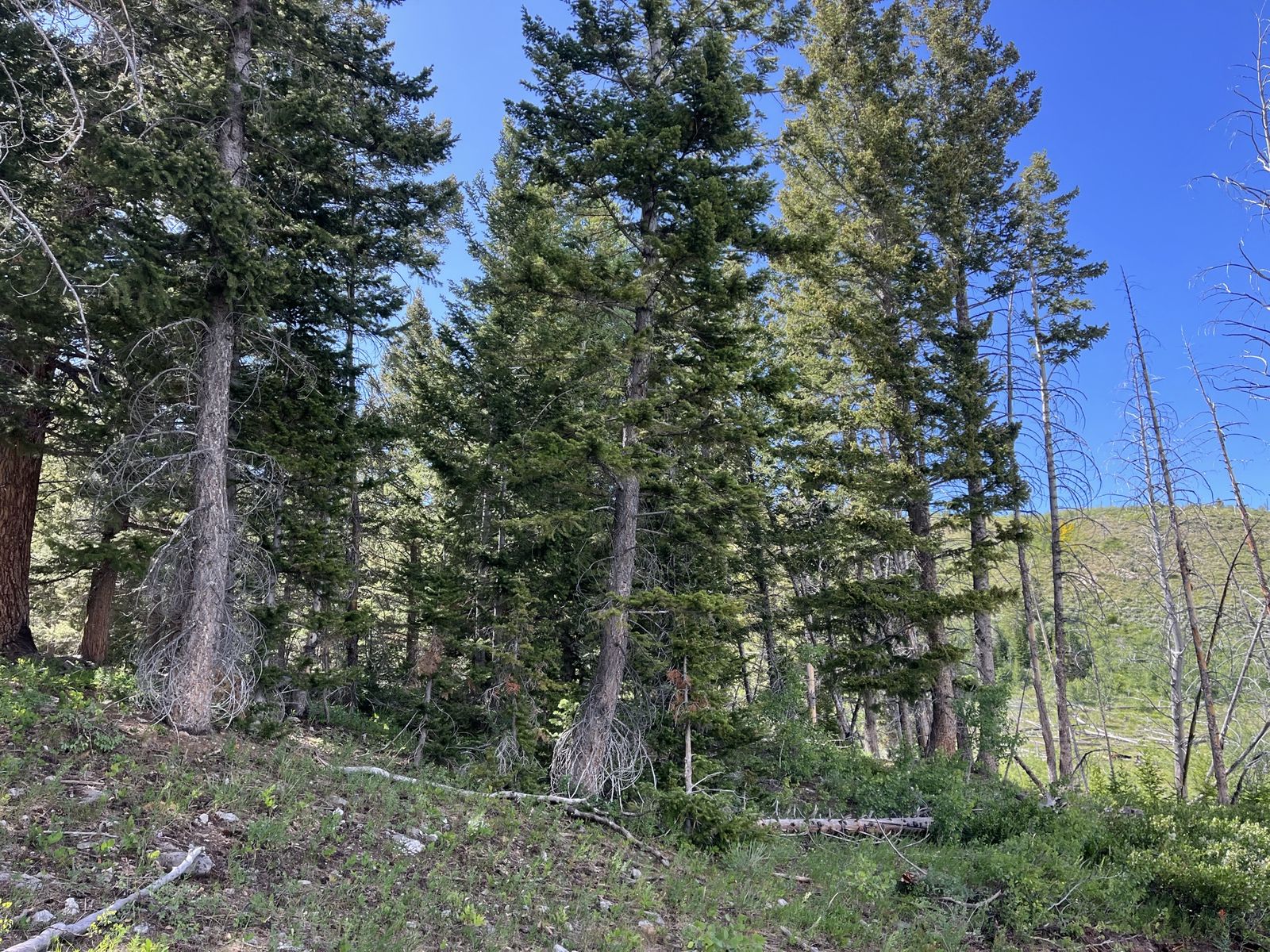 Beautiful lot in Spring Canyon ranches Wyoming