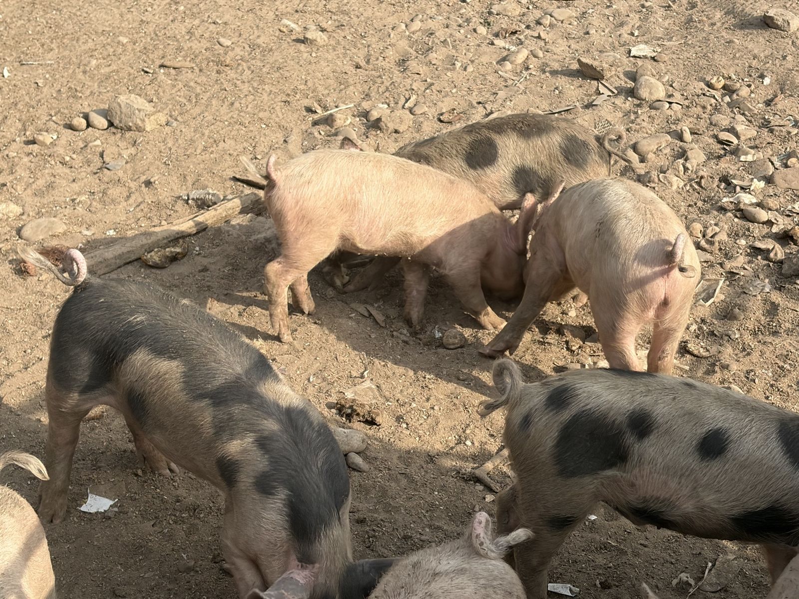Pigs