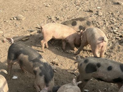 Pigs