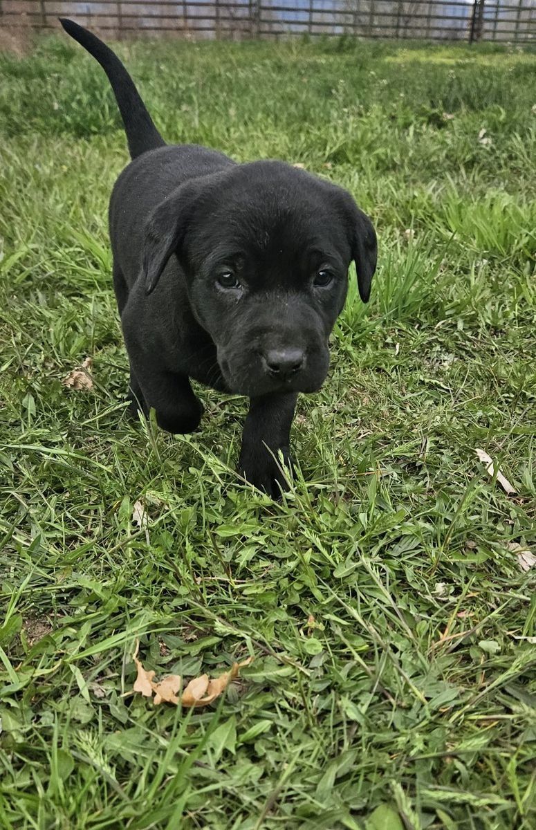 **Purebred Black Lab Puppies – Reserve Now!** $450