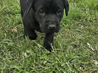 **Purebred Black Lab Puppies – Reserve Now!** $450
